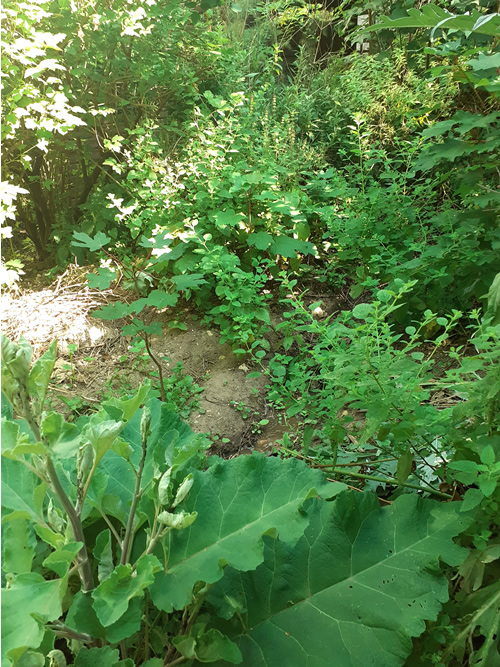 Les enfants au jardin
