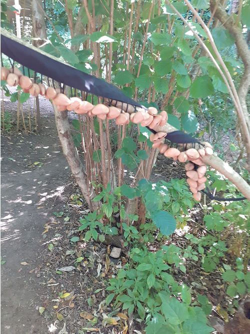 Les enfants au jardin